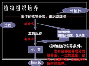 植物細胞工程 從理論到實踐——專題2第一節精講（151張PPT核心濃縮）